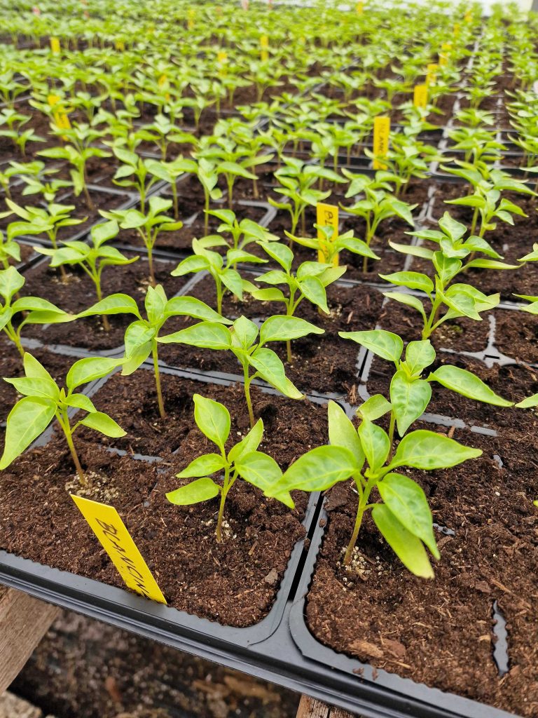 Eko sadike z Eko kmetije Avšič.