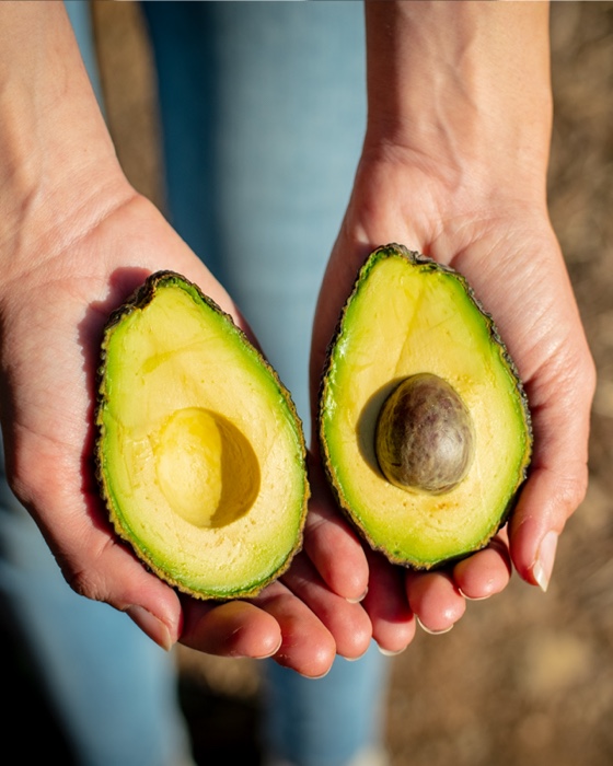 Sveže obran ekološki avokado s kmetije Paca Marina.