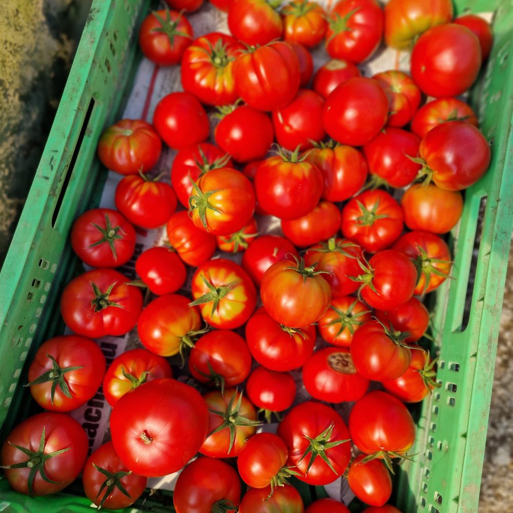 Paradižnik s Kmetije Kristan