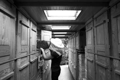 V čebelnjaku - Čebelarstvo Urška Intihar