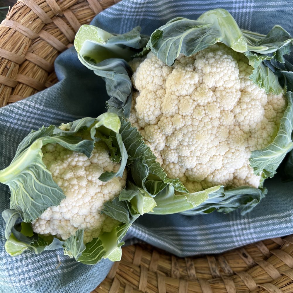 Cvetača s Kmetije Kristan