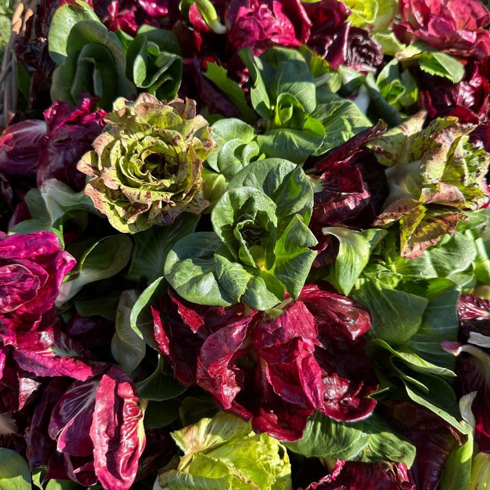 Radič s Kmetije Kristan