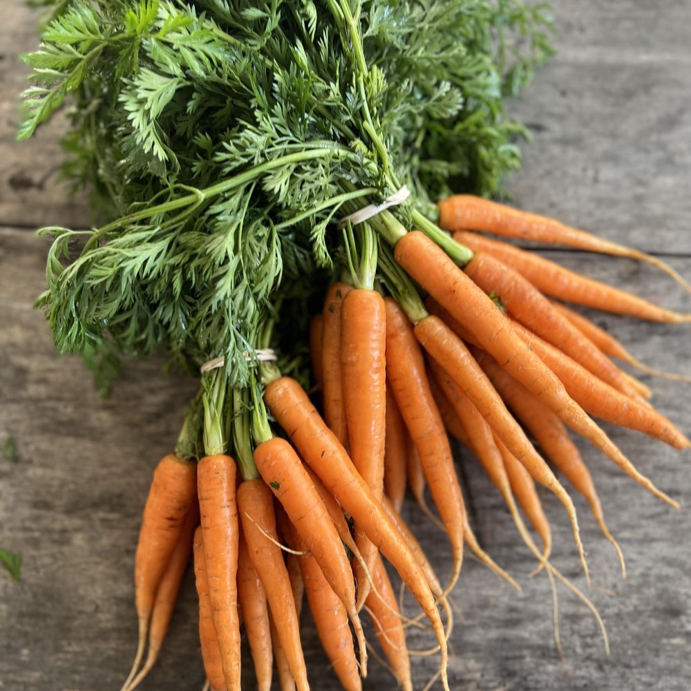 Mlado korenje s Kmetije Kristan.