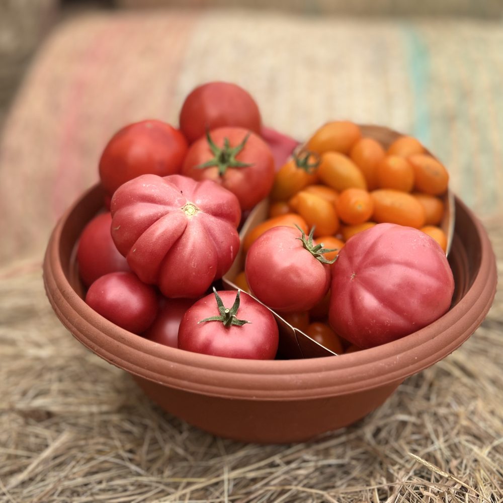 Eko paradižniki z Eko kmetije Avšić