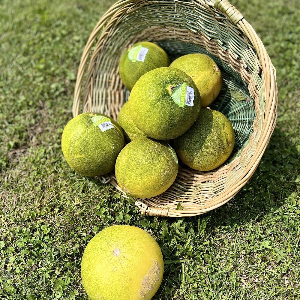 Eko limelone pridelane v Sloveniji v srcu Ljublajne na eko kmetiji Avšič!