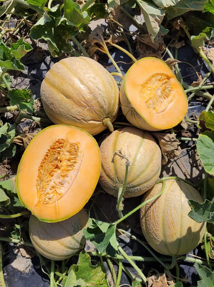 Melone s Kmetije Kristan