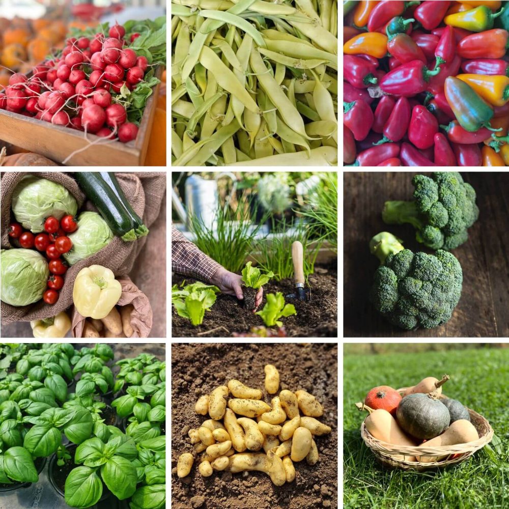 Pestra ponudba sveže eko zelenjave z Eko kmetije Avšič