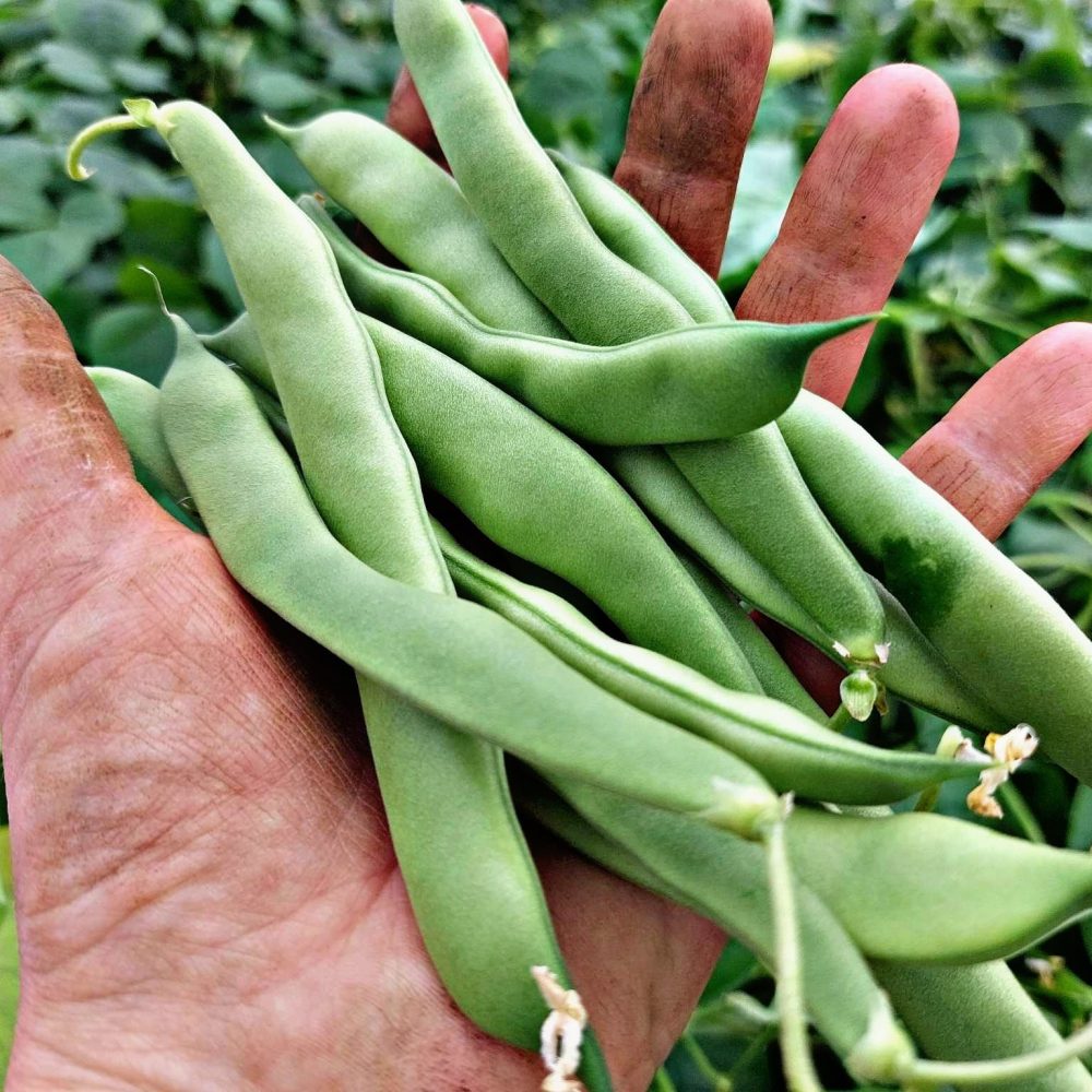 Stročji fižol zelen na dlani na Kmetiji Kristan.
