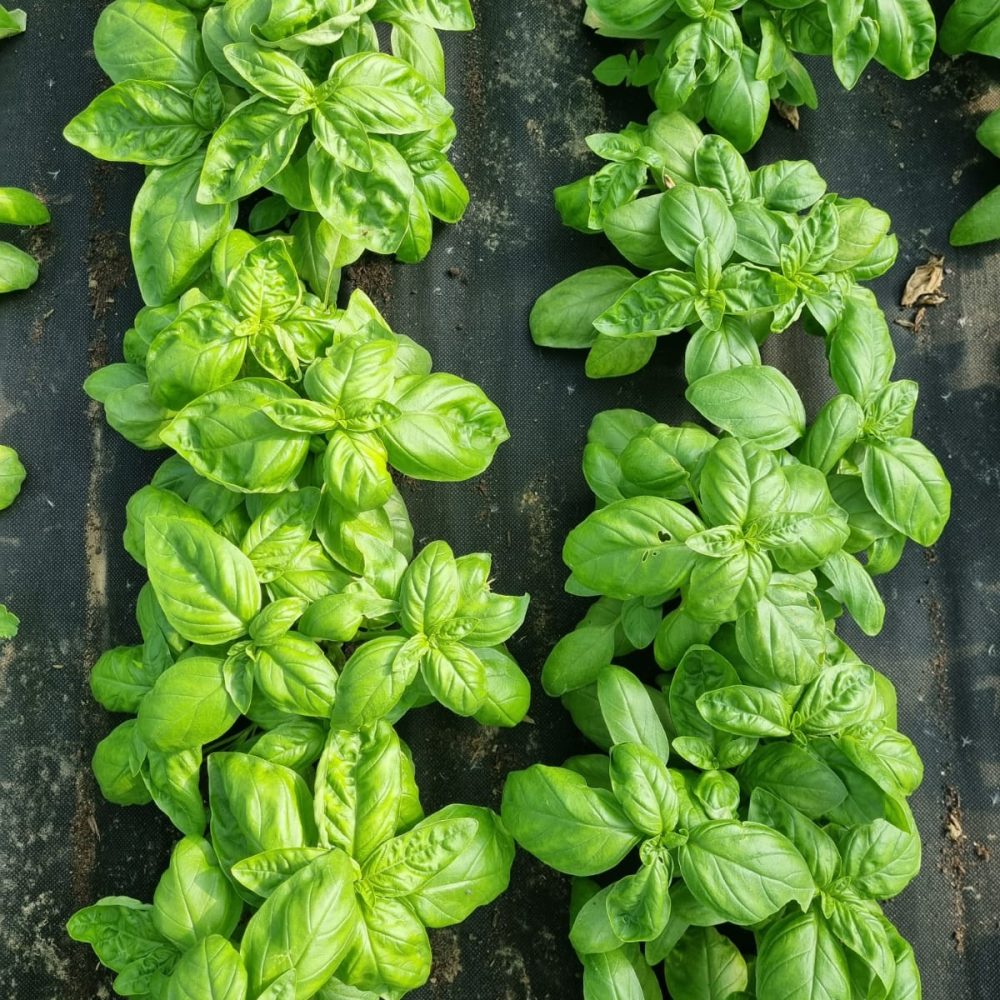 Bazilika s Kmetije Kristan.