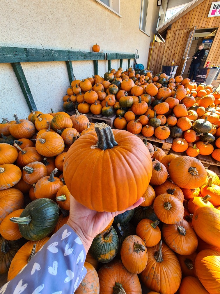 Enkratni dogodek - bučarjada na Eko kmetiji Avšič!