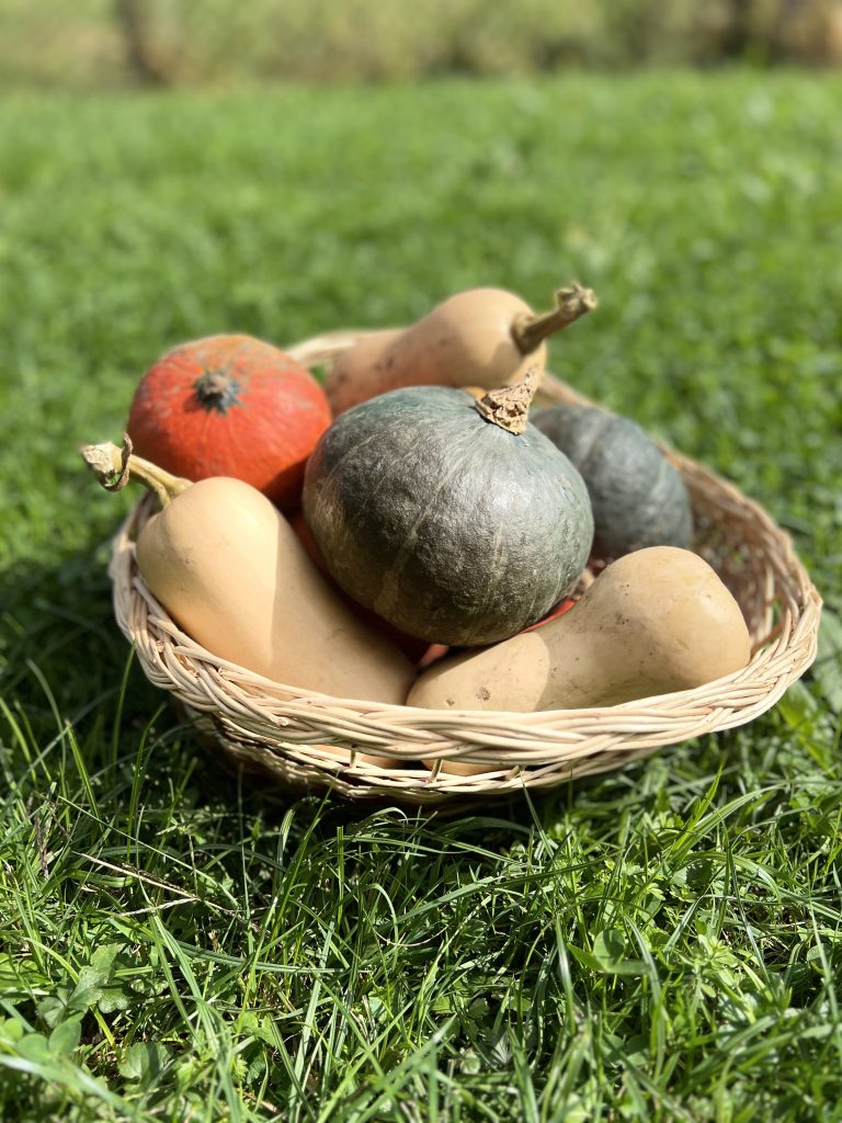 Pester nabor eko buč z Eko kmetije Avšič.