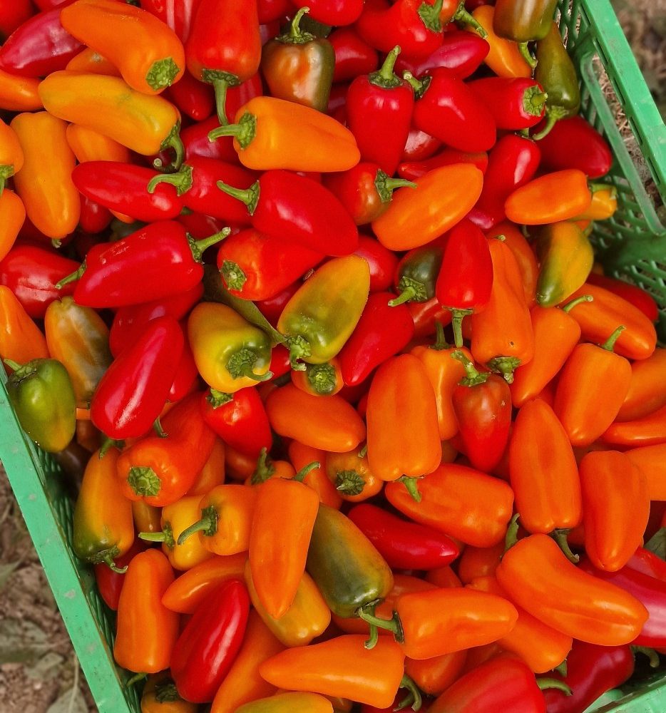 Paprike z Eko kmetije Avšič