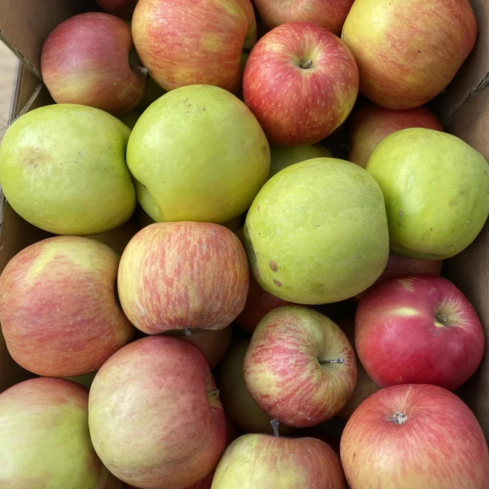 8 kg gajbica mešanih jabolk Sadjarstva Krepfl