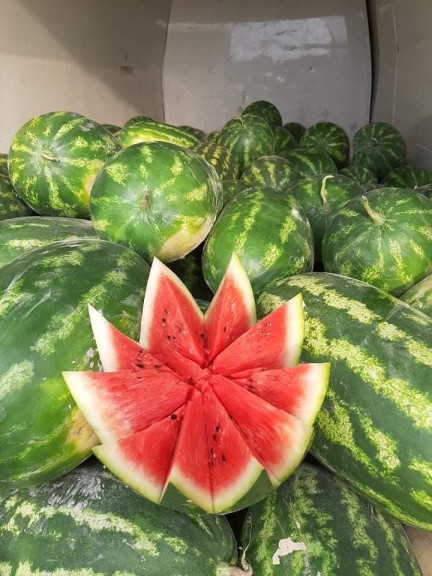 Lubenica - družina Šamić, dolina reke Neretve.