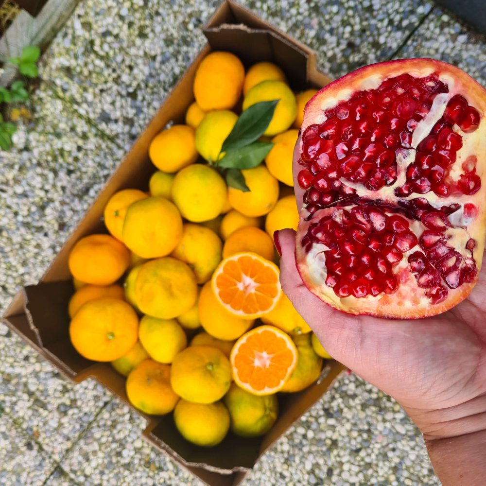 Sveže obrane mandarine in granatno jabolko, družina Šamić, dolina reke Neretve.