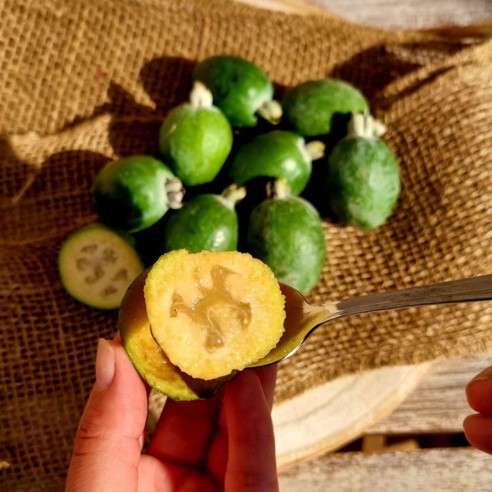 Feijoja družine Šamić, dolina reke neretve.