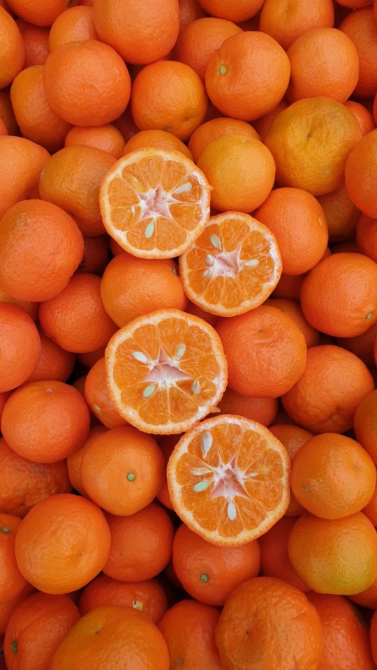 Pomaranče družine Šamić, dolina reke Neretve.