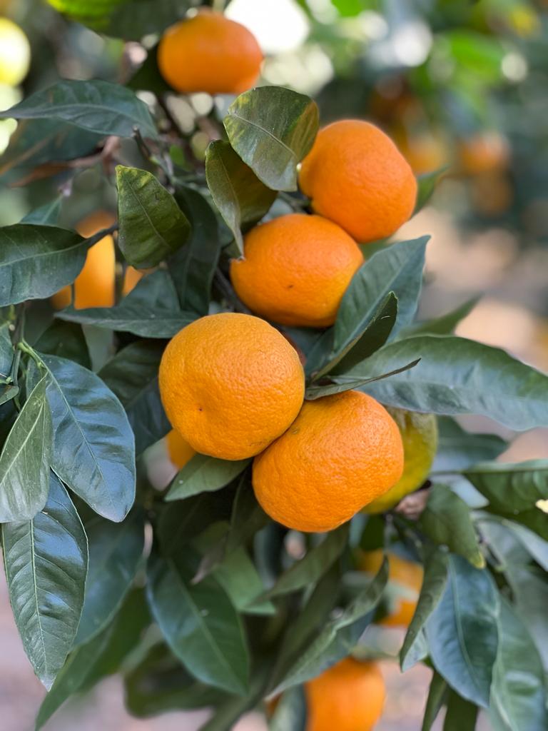 Sveže obrane neretvanske mandarine družine Šamić - sorta Unshiu.