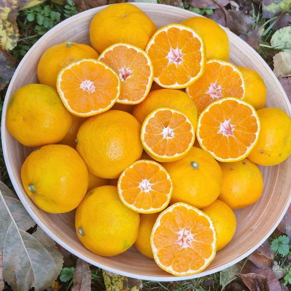 Sveže obrane neretvanske mandarine družine Šamić - sorta Kowano Wase.