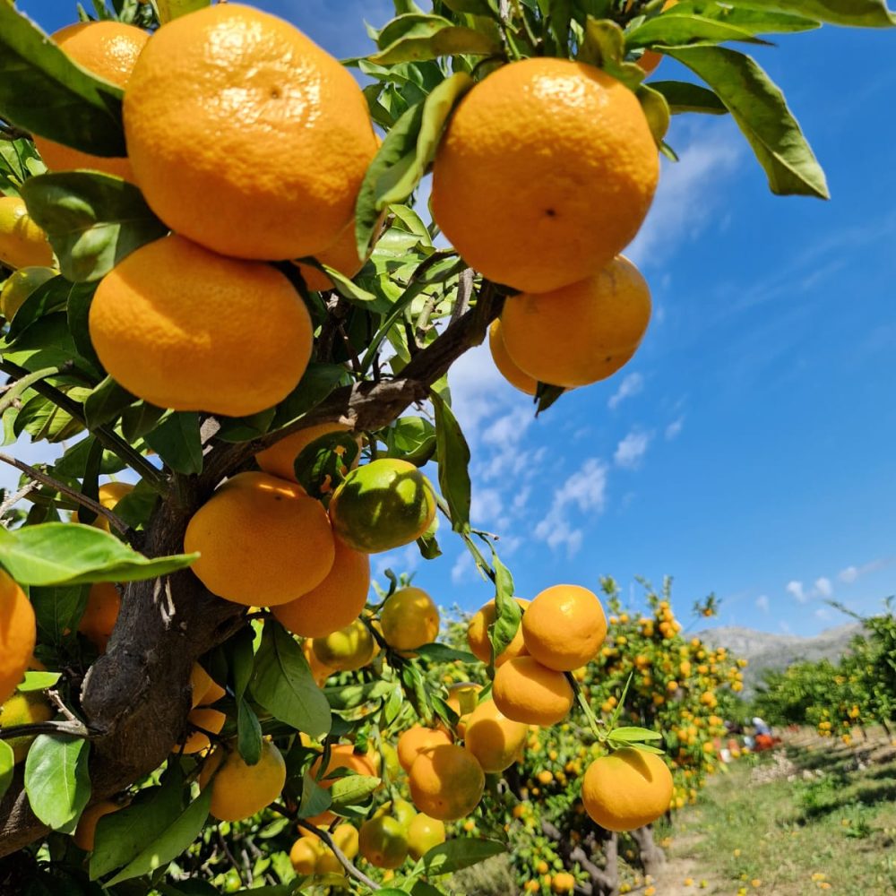 Sveže obrane neretvanske mandarine družine Šamić - sorta Čahara.