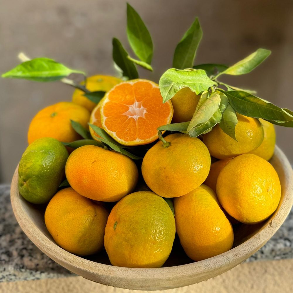 Sveže obrane neretvanske mandarine družine Šamić - sorta Zorana.